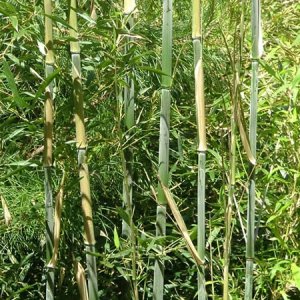Bambus Phyllostachys bissetii - výška 200-250 cm, kont. C45L